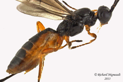Braconid Wasp - Exothecinae-or-hormiinae sp2 2 m13 3,4mm