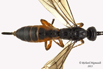 Braconid Wasp - Exothecinae-or-hormiinae sp2 3 m13 3,4mm
