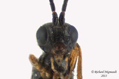 Braconid Wasp - Exothecinae-or-hormiinae sp2 4 m13 3,4mm