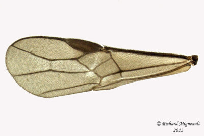 Braconid Wasp - Exothecinae-or-hormiinae sp2 5 m13 3,4mm