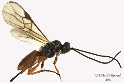 Braconid Wasp - Exothecinae-or-hormiinae sp3 1 m13 3mm