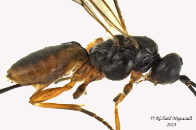 Braconid Wasp - Exothecinae-or-hormiinae sp3 2 m13 3mm 