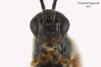 Braconid Wasp - Exothecinae-or-hormiinae sp3 4 m13 3mm