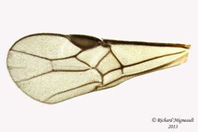 Braconid Wasp - Exothecinae-or-hormiinae sp3 5 m13 3mm