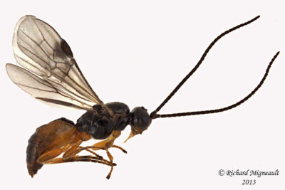 Braconid Wasp - Exothecinae-or-hormiinae sp4 1 m13 3,3mm
