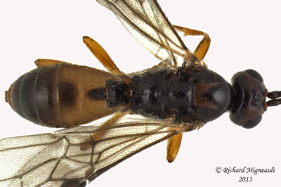 Braconid Wasp - Exothecinae-or-hormiinae sp4 3 m13 3,3mm