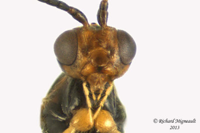 Braconid Wasp - Exothecinae-or-hormiinae sp4 4 m13 3,3mm