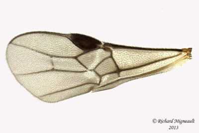 Braconid Wasp - Exothecinae-or-hormiinae sp4 5 m13 3,3mm