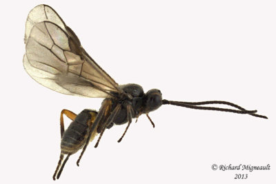 Braconid Wasp - Exothecinae-or-hormiinae sp5 1 m13 2,5mm