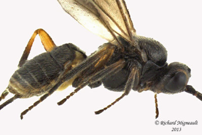 Braconid Wasp - Exothecinae-or-hormiinae sp5 2 m13 2,5mm