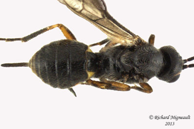 Braconid Wasp - Exothecinae-or-hormiinae sp5 3 m13 2,5mm