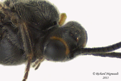 Braconid Wasp - Exothecinae-or-hormiinae sp5 4 m13 2,5mm 
