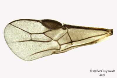 Braconid Wasp - Exothecinae-or-hormiinae sp5 5 m13 2,5mm