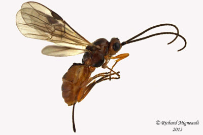 Braconid Wasp - Exothecinae-or-hormiinae sp6 1 m13 3,2mm