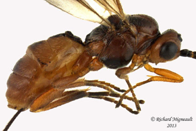 Braconid Wasp - Exothecinae-or-hormiinae sp6 2 m13 3,2mm