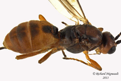 Braconid Wasp - Exothecinae-or-hormiinae sp6 3 m13 3,2mm