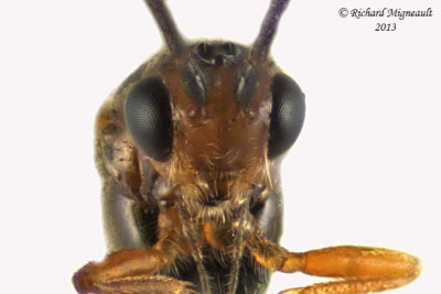 Braconid Wasp - Exothecinae-or-hormiinae sp6 4 m13 3,2mm