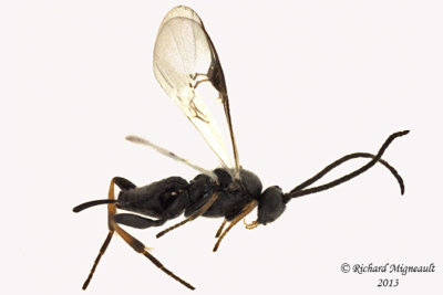 Braconid Wasp - Microgastrinae sp1 1 m13 2,5mm