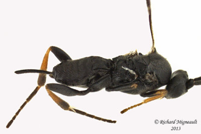 Braconid Wasp - Microgastrinae sp1 2 m13 2,5mm