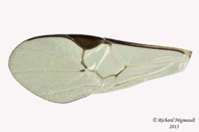 Braconid Wasp - Microgastrinae sp1 3 m13 2,5mm