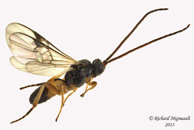 Braconid Wasp - Microgastrinae sp2 1 m13 3,3mm
