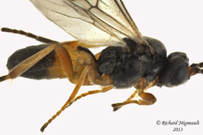 Braconid Wasp - Microgastrinae sp2 2 m13 3,3mm