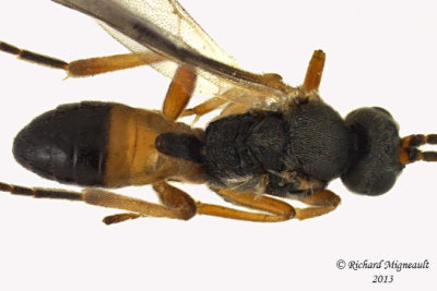 Braconid Wasp - Microgastrinae sp2 3 m13 3,3mm