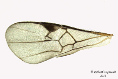 Braconid Wasp - Microgastrinae sp2 4 m13 3,3mm
