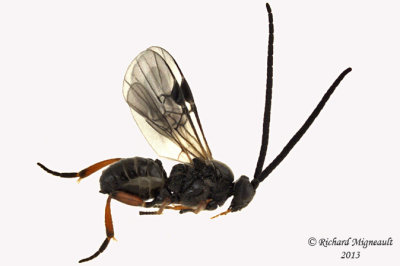 Braconid Wasp - Microgastrinae sp3 1 m13 4,1mm 