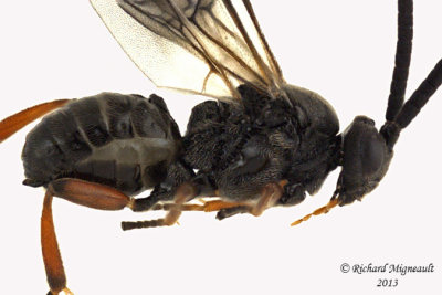 Braconid Wasp - Microgastrinae sp3 2 m13 4,1mm 