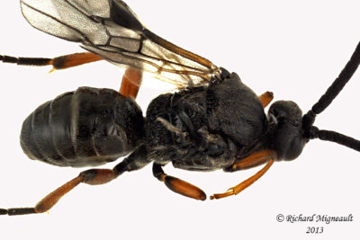 Braconid Wasp - Microgastrinae sp3 3 m13 4,1mm 