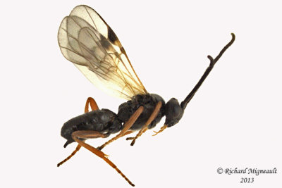 Braconid Wasp - Microgastrinae sp4 1 m13 3,8mm 