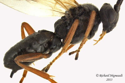 Braconid Wasp - Microgastrinae sp4 2 m13 3,8mm
