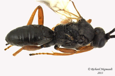 Braconid Wasp - Microgastrinae sp4 3 m13 3,8mm