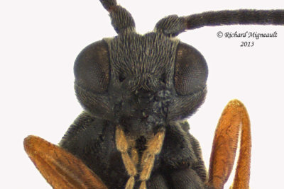 Braconid Wasp - Microgastrinae sp4 4 m13 3,8mm