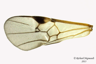 Braconid Wasp - Microgastrinae sp4 5 m13 3,8mm