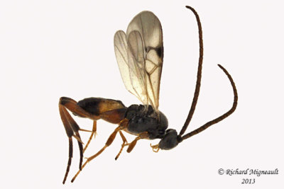 Braconid Wasp - Microgastrinae sp5 1 m13 3,7mm 