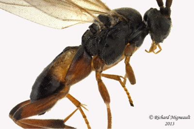 Braconid Wasp - Microgastrinae sp5 2 m13 3,7mm