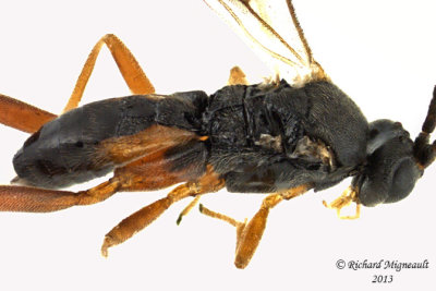 Braconid Wasp - Microgastrinae sp5 3 m13 3,7mm