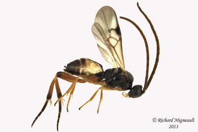 Braconid Wasp - Microgastrinae sp6 1 m13 3,9mm