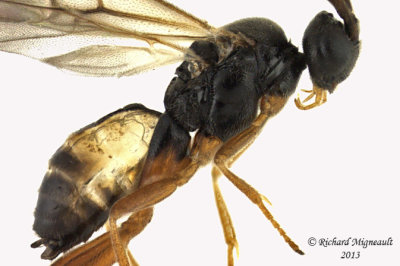 Braconid Wasp - Microgastrinae sp6 2 m13 3,9mm