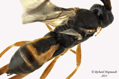 Braconid Wasp - Microgastrinae sp6 3 m13 3,9mm