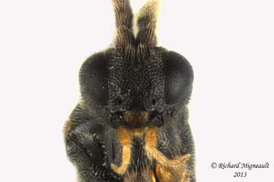 Braconid Wasp - Microgastrinae sp6 4 m13 3,9mm 