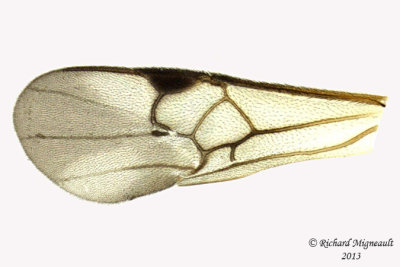 Braconid Wasp - Microgastrinae sp6 5 m13 3,9mm