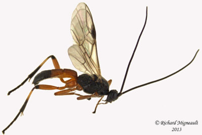 Braconid Wasp - Aleiodes terminalis sp1 1 m13 6,9mm