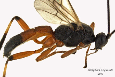 Braconid Wasp - Aleiodes terminalis sp1 2 m13 6,9mm 