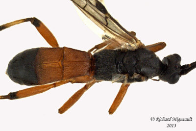 Braconid Wasp - Aleiodes terminalis sp1 3 m13 6,9mm