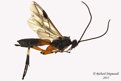 Braconid Wasp - Aleiodes terminalis sp2 1 m13 7,2mm