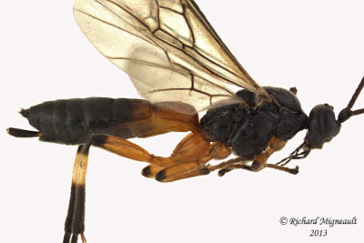 Braconid Wasp - Aleiodes terminalis sp2 2 m13 7,2mm 