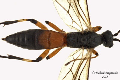 Braconid Wasp - Aleiodes terminalis sp2 3 m13 7,2mm